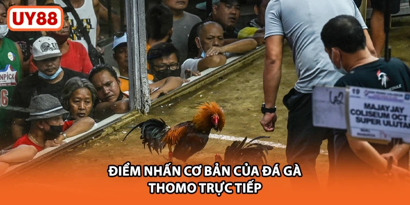 Điểm nhấn cơ bản của đá gà thomo trực tiếp