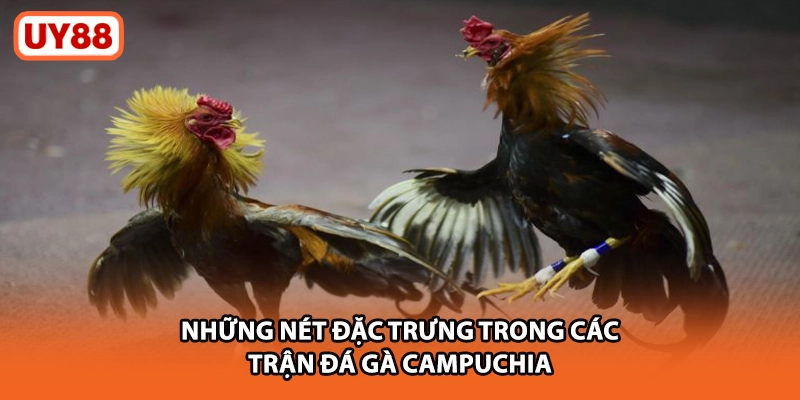 Những nét đặc trưng trong các trận đá gà Campuchia