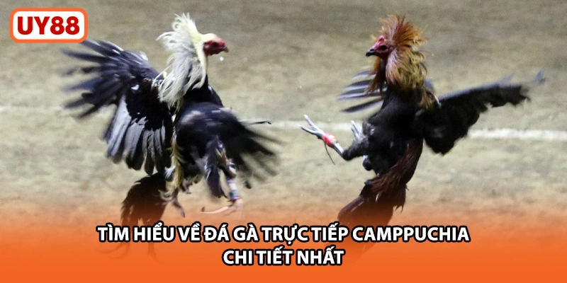 Tìm hiểu về đá gà trực tiếp campuchia chi tiết nhất